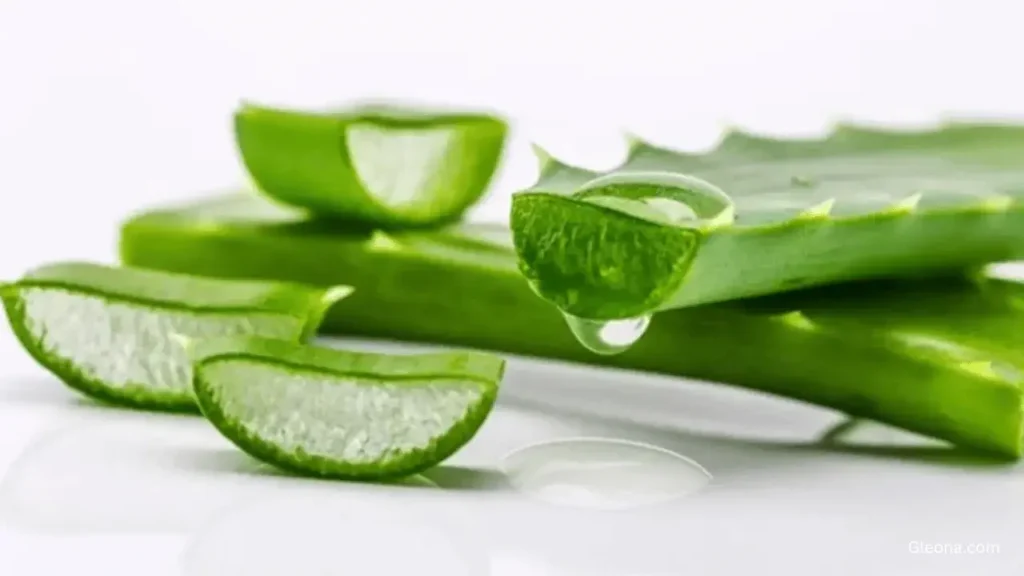 Aloe Vera – The Soothing Skin Healer