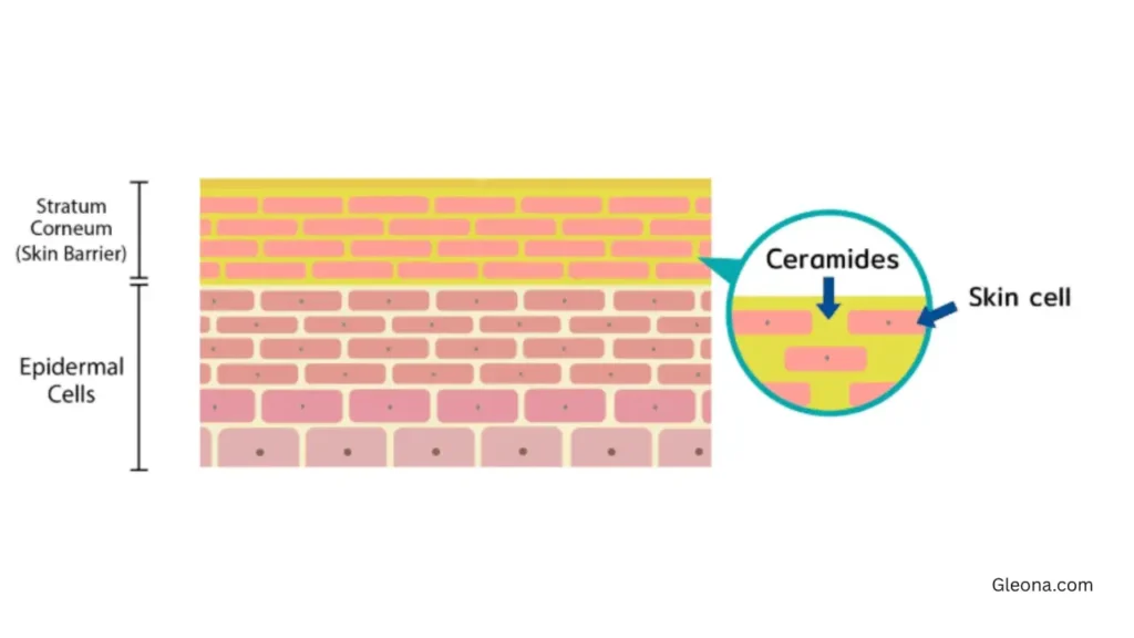 Why Your Skin Barrier Loves Ceramides