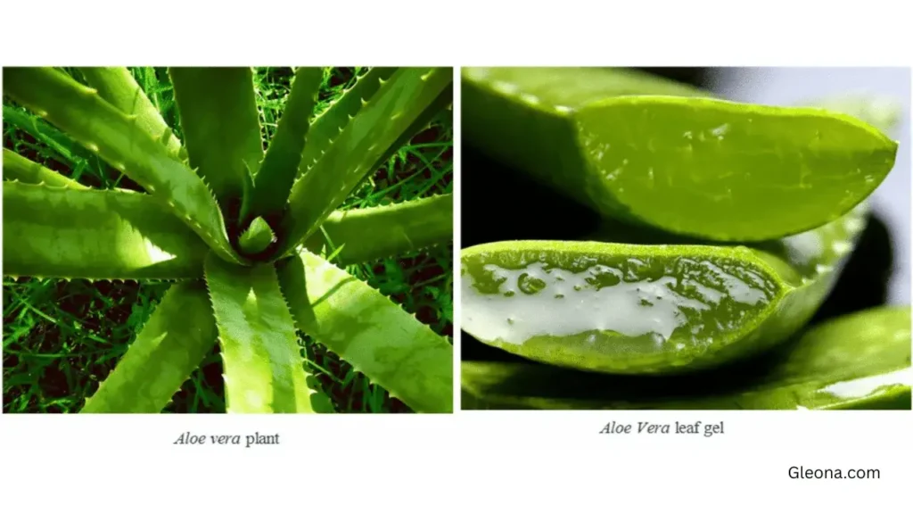 Common Mistakes to Avoid When Using Aloe Vera