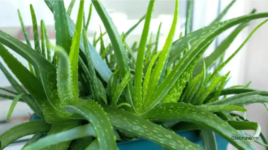 What Is Aloe Vera and Why Is It So Popular for Skin